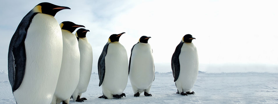 Agencia de viajes para expedición al Mar de Weddel en la Antártida para ver el Pingüino Emperador