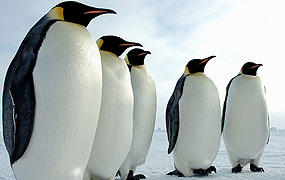 Viaje a la Antártida desde Ushuaia para ver la fauna antártica: el Pingüino Emperador