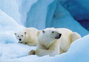 agència de viatges Barcelona: Nord de les Illes Svalbard, Especial Óssos Polars. Pol Nord.