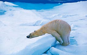 Crucero por el Ártico al norte de las islas Svalbard desde Longyearbyen para la observación de osos polares